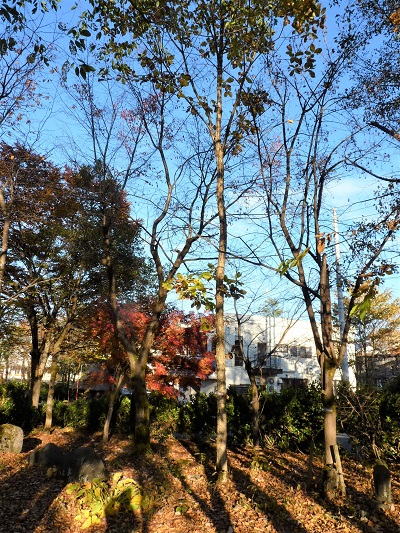 w004409nisihonmati2