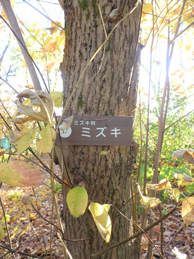 w004409nisihonmati5-1