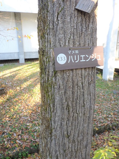 w004409nisihonmati6-1