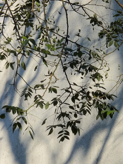 w004409nisihonmati6