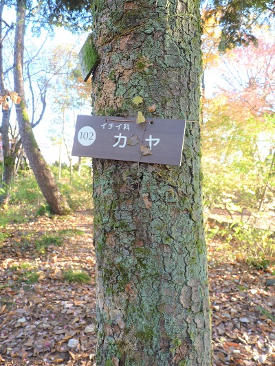 w004409nisihonmati7-1