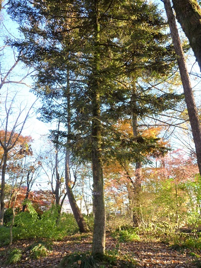 w004409nisihonmati7