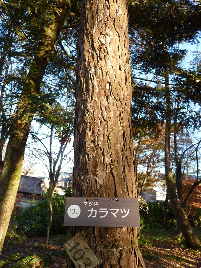 w004409nisihonmati8