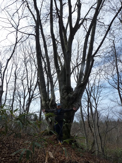 w004409nisikarekimata9