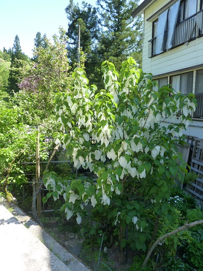 w004409sarukura