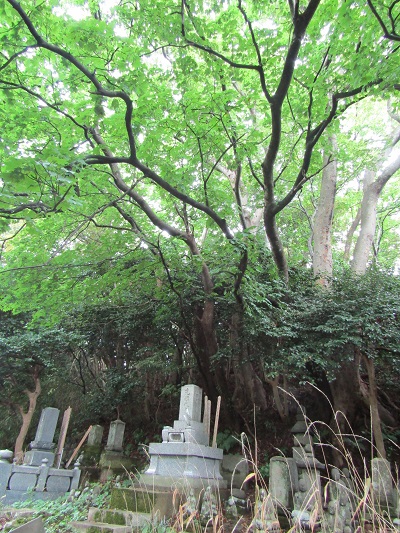 w0044105nozumi