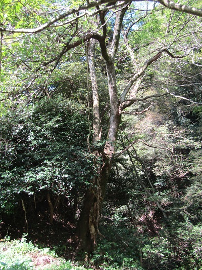 w0044105nozumi5