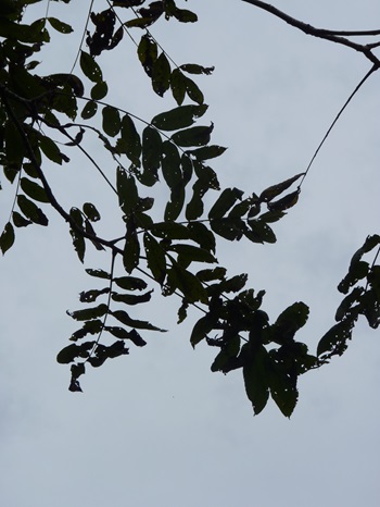 w004410isonobe-1