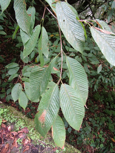 w004411kuwazawa-1