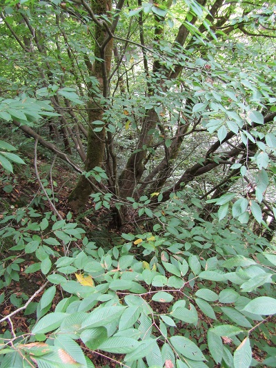 w004411kuwazawa-2