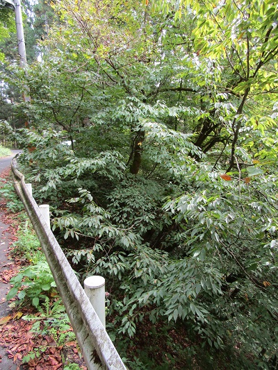 w004411kuwazawa