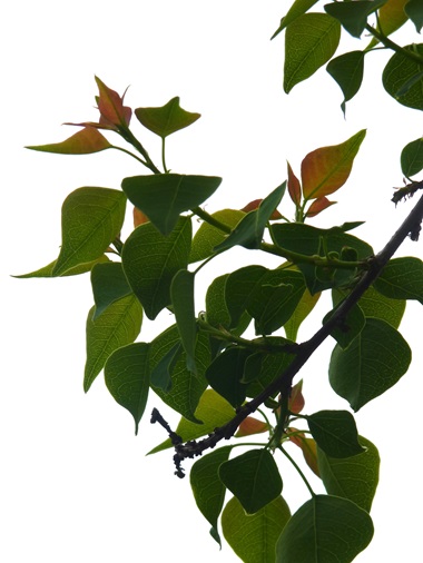 w004411muramatu-1