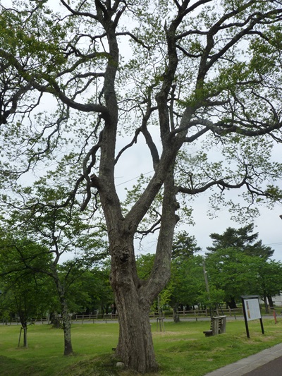 w004411muramatu