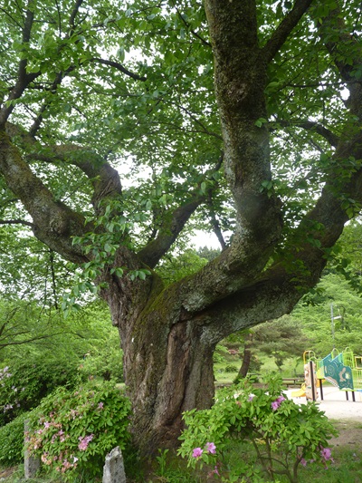 w004411muramatu1