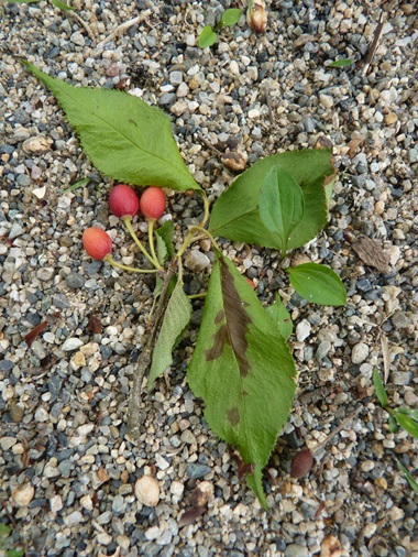 w004411muramatu2-1