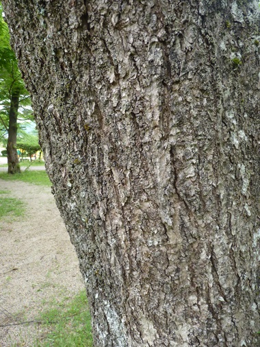 w004411muramatu2-2