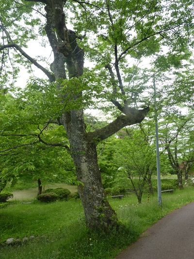 w004411muramatu2
