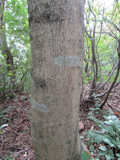 w004411takaisi-2