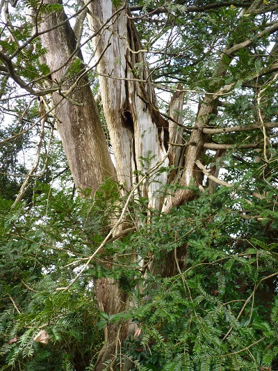 w004412tigurako