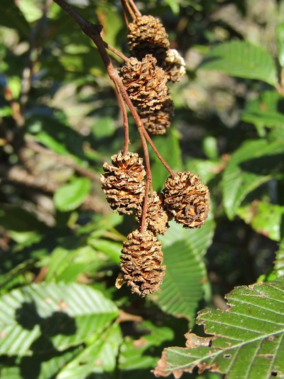 w004413akinari1-1