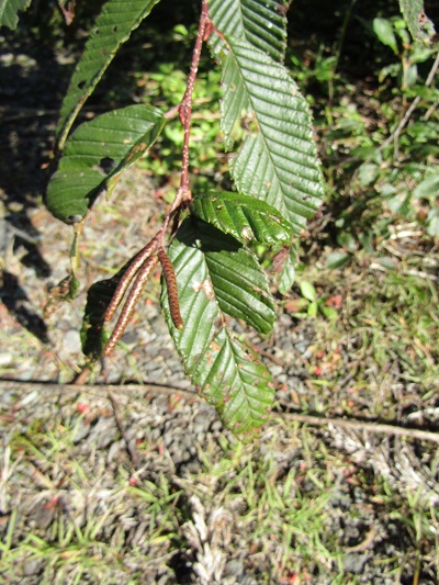 w004413akinari1-2