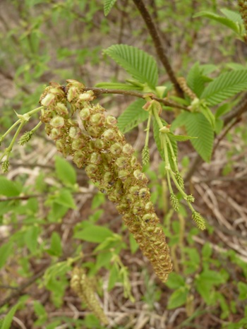w004413akinari1-3