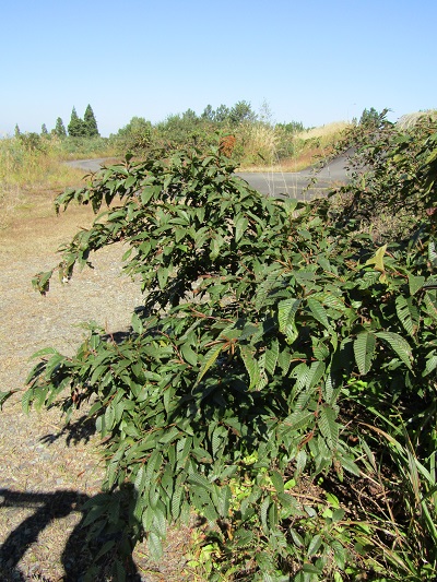w004413akinari1