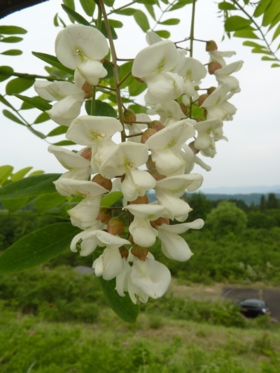 w004413akinari14