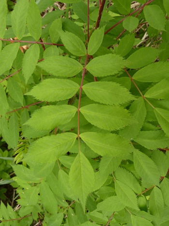 w004413akinari16-1