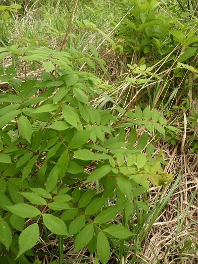 w004413akinari16
