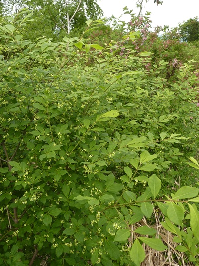 w004413akinari17