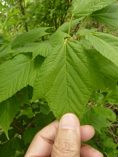 w004413akinari18