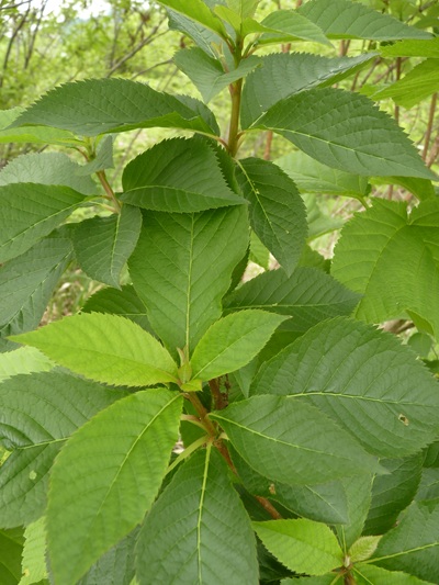 w004413akinari19