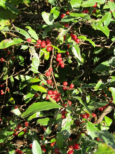 w004413akinari2-1