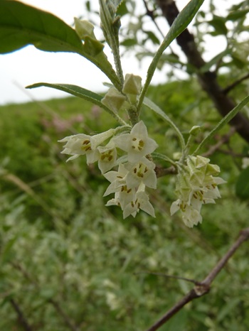 w004413akinari2-2
