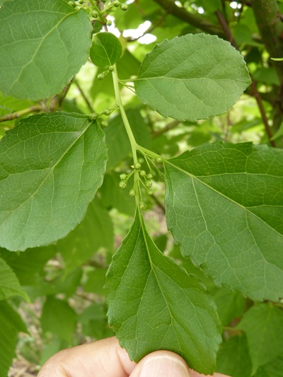 w004413akinari20