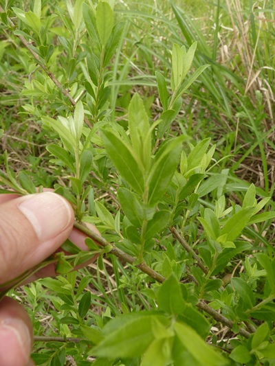 w004413akinari21