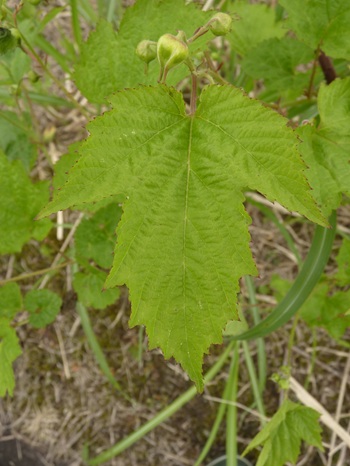 w004413akinari22-1