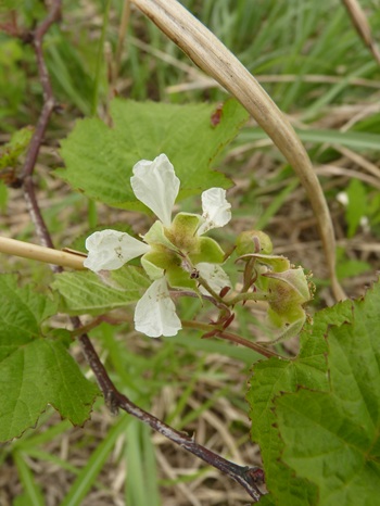 w004413akinari22-2