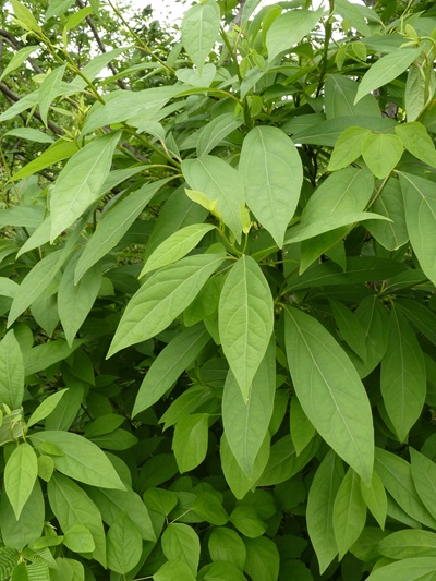 w004413akinari24