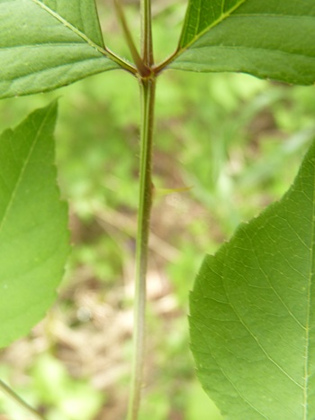 w004413akinari27-1