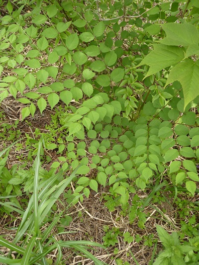 w004413akinari27