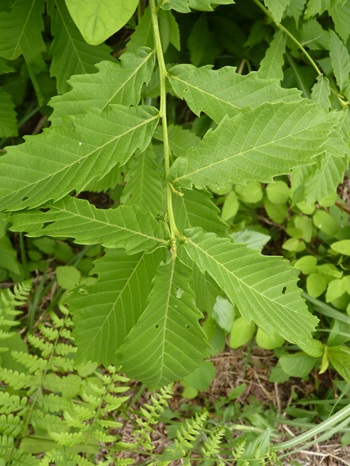 w004413akinari28-1