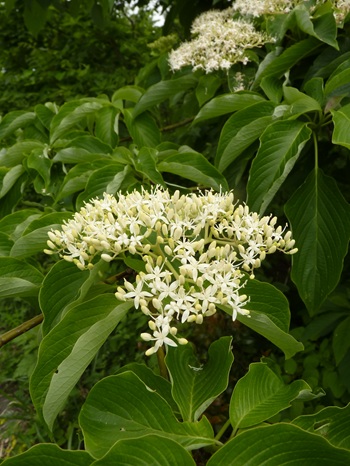 w004413akinari29-1