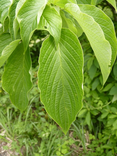 w004413akinari29