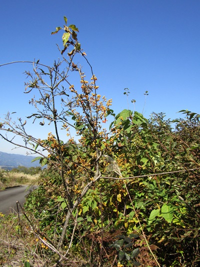 w004413akinari3