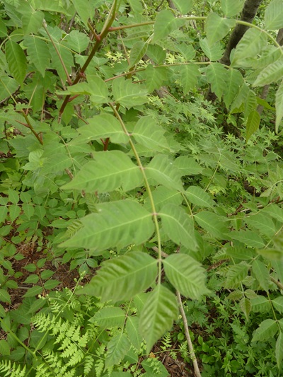 w004413akinari30