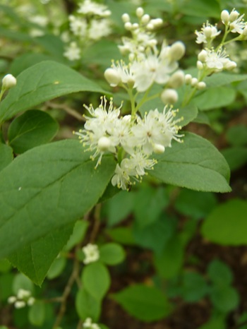 w004413akinari31-1