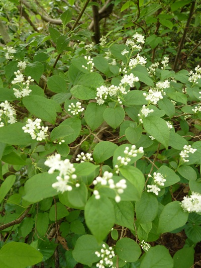 w004413akinari31