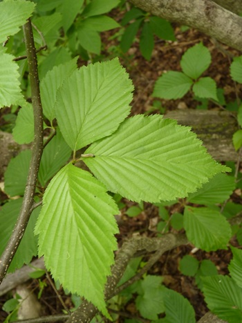 w004413akinari32-1